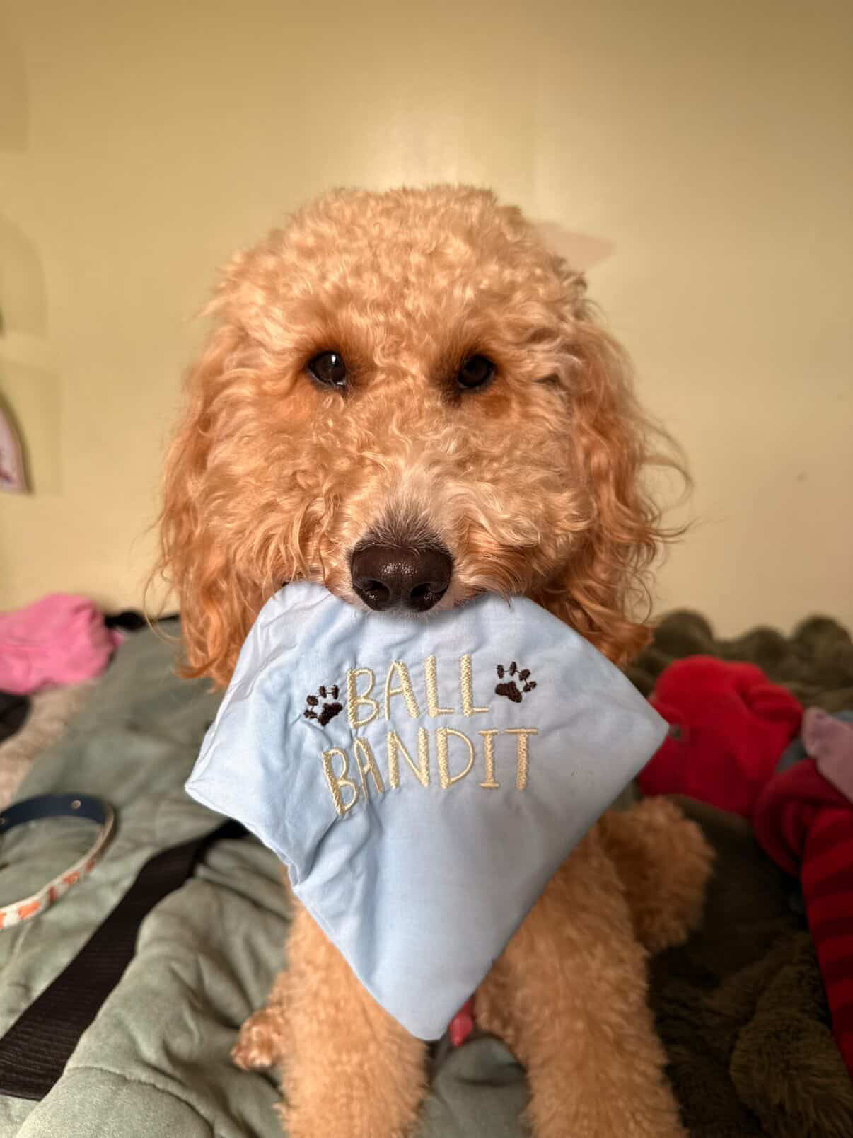 Ball Bandit Tailored Trails Scrunchie Bandana *different fabrics available
